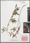 Foto von Salix purpurea L.